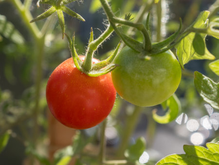 red cherry tomatoes on a branch closeupの写真素材