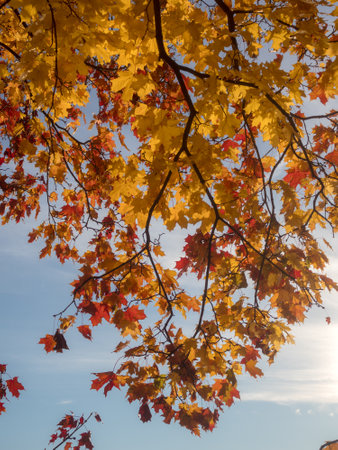 maple branches with red and yellow leaves against blue sky in autumn
