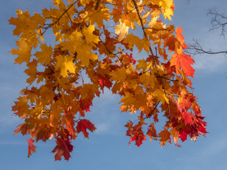 maple branches with bright leaves against blue sky in autumnの写真素材