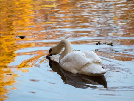 portrait of a swan on water with autumn reflectionsの写真素材