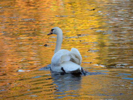 portrait of white swan in water with autumn reflectionsの写真素材