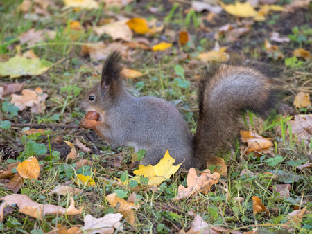 squirrel with a nut on the grass in an autumn parkの写真素材