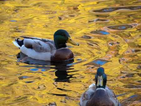 portrait of a swimming duck in water with autumn reflectionsの写真素材