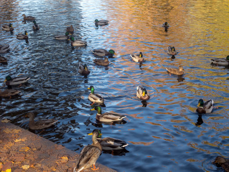 flock of ducks swims in water with autumn reflectionsの写真素材