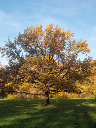 landscape with oak tree in a clearing in autumn parkの写真素材