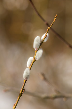 willow branch with buds in spring close up