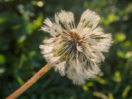 white dandelion with drops of morning dew closeupの写真素材