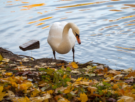 swan on the shore with fallen leaves in autumnの写真素材