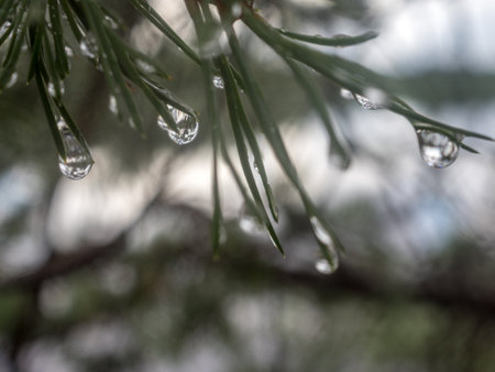 pine branch in the forest with water drops after rain