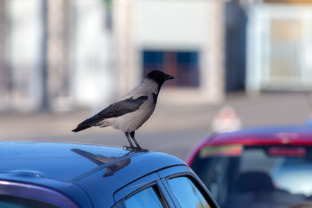 gray crow on the roof of a carの写真素材