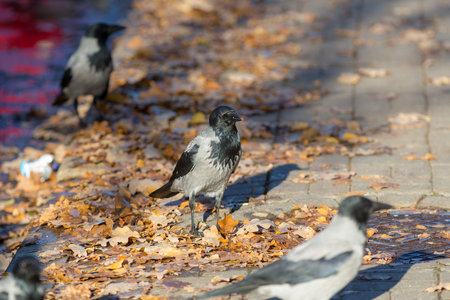 crows on the sidewalk with fallen autumn leaves