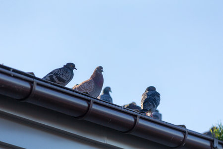 a flock of pigeons on the roofの写真素材
