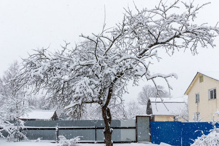 apple tree under snow after spring snowfallの写真素材