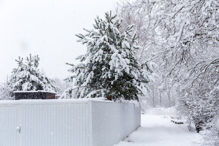 landscape with pine trees under snow after spring snowfallの写真素材
