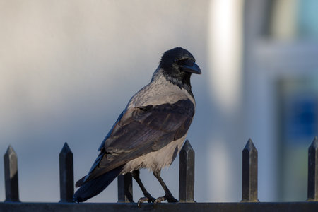 portrait of a crow sitting on a metal fence closeup
