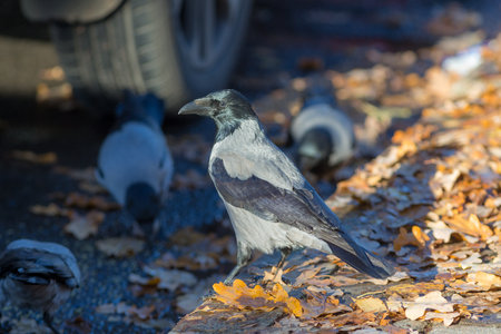flock of crows on the road eats grains in autumn