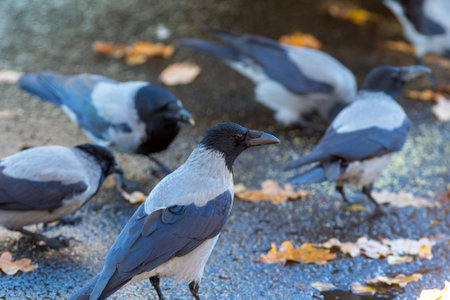 flock of crows on the road eats grains in autumn
