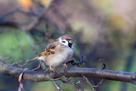 sparrow sits on a branch of a plant in a parkの写真素材