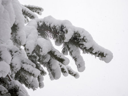 pine branches under snow in winterの写真素材