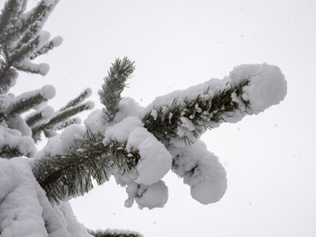 pine branches under snow in winter