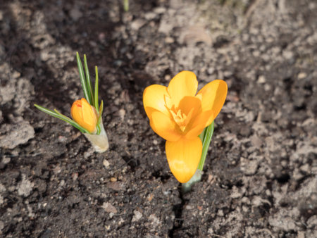 yellow crocuses in the garden in spring closeup