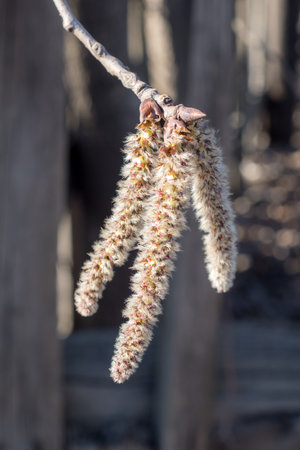 poplar branch with buds in spring close upの写真素材