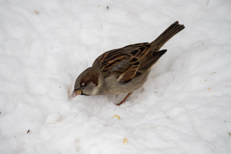 portrait of a sparrow in the snow close upの写真素材