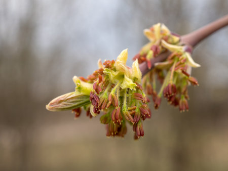 maple branch with buds in spring close upの写真素材