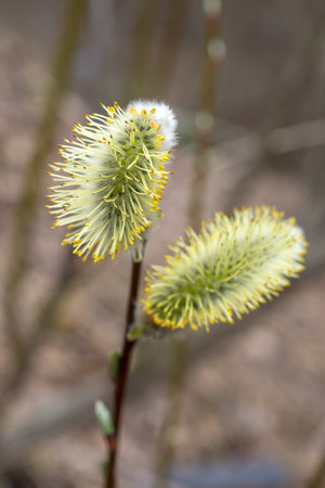 willow buds in spring day close up