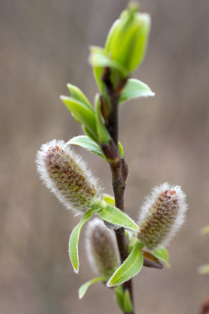 willow branch with buds and green leaves in spring closeupの写真素材