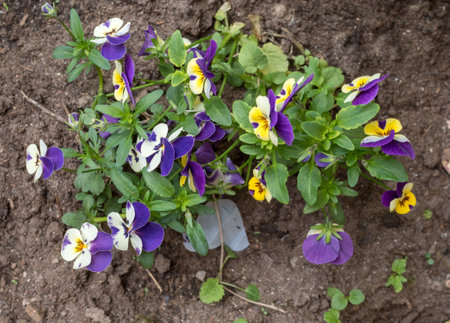 violets in the garden in spring