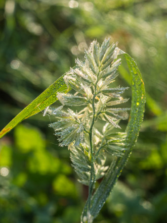 green grass with dew drops on a sunny morning closeup