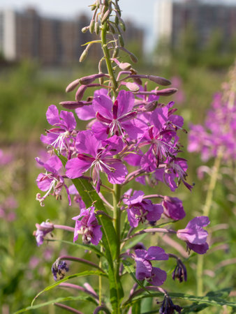 blooming fireweed on a meadow in summer close upの写真素材