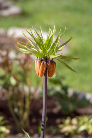 flowering fritillary in the garden in springの写真素材