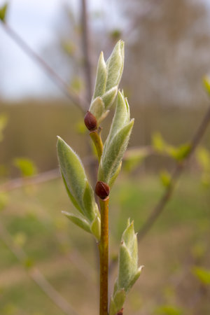willow branch in spring day in the foregroundの写真素材
