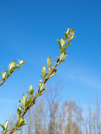 willow branch with green leaves in spring closeup