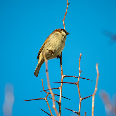 sparrow sits on a branch against the blue sky on a sunny dayの写真素材