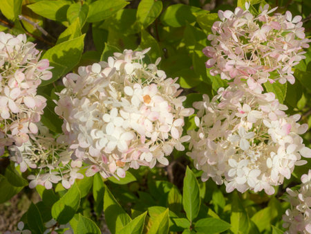blooming white hydrangea in the garden in summer day