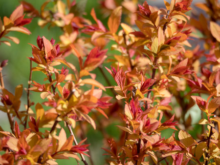 Spiraea branches with red leaves in springの写真素材