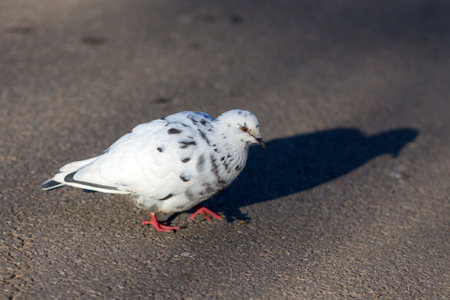 portrait of a white dove on a sunny dayの写真素材