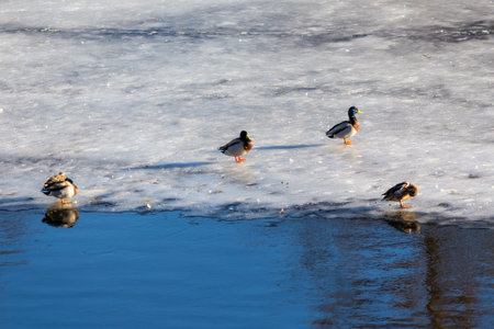 flock of ducks on melting ice on a sunny spring dayの写真素材