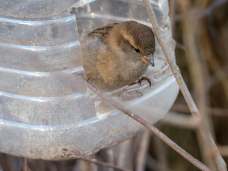 portrait of a sparrow in a bird feeder close upの写真素材