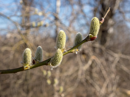 willow branches with green buds in spring close upの写真素材