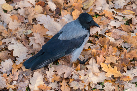 gray crow on fallen oak leaves in autumnの写真素材