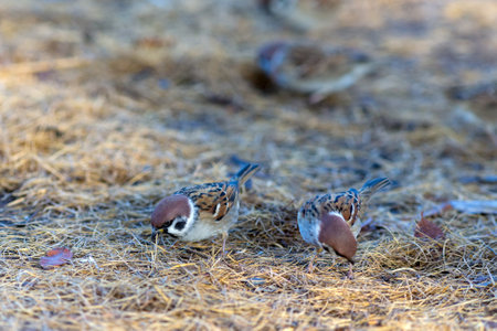 flock of sparrows on yellow fallen needles in autumn