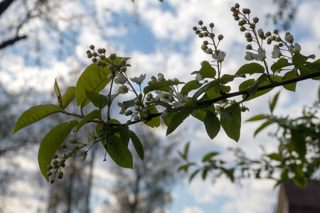 white bird cherry flowers on branches in springの写真素材