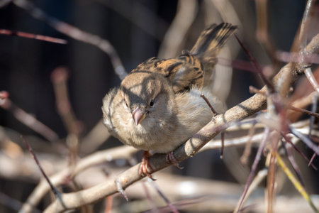 closeup portrait of a sparrow on a branch on a spring day
