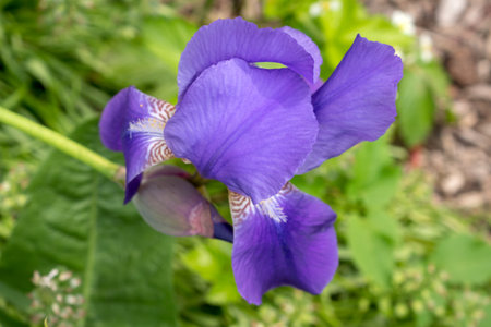 blooming iris in a summer garden close upの写真素材