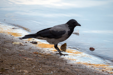 portrait of a crow by the water on an autumn day
