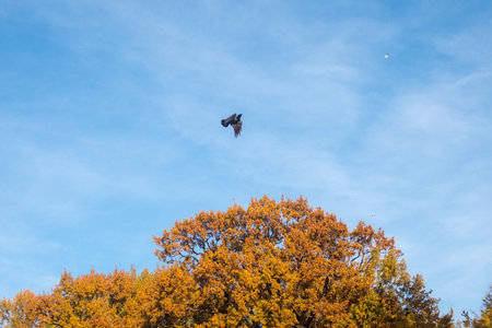 crow in flight over trees with autumn leavesの写真素材